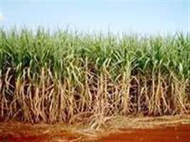 Bunge diz que expansão do açúcar no Brasil pode vir mais tarde do que necessidades do mercado