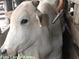 Controle de aftosa pede 13,93 milhões de doses