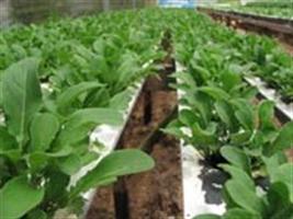 Agricultores catarinenses investem no cultivo hidropônico