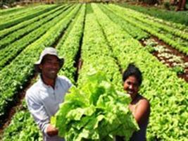 Agricultura familiar é responsável por 50% dos produtos da merenda escolar em Lucas