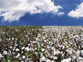 Preços do algodão em declínio