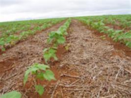 Área plantada com algodão em MT atinge 60%