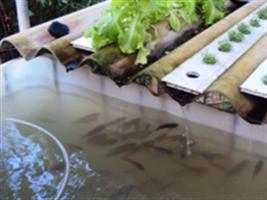 Aquaponia une peixes e plantas