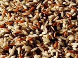 RS: Abertura da colheita do arroz agroecológico ocorre nesta sexta-feira 