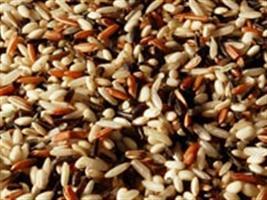 RS: Abertura da colheita do arroz agroecológico ocorre nesta sexta-feira 