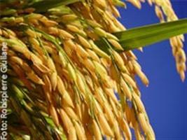 Câmara Setorial Produtiva do Arroz busca abortar leilão 