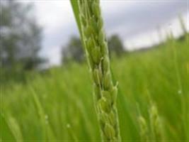 Propriedades físicas de um Latossolo Vermelho sob cultivo de arroz de terras altas