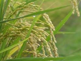 Arrozeiros do RS querem pagar dívidas em 35 anos