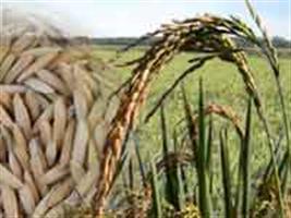 Desempenho de sementes de arroz irrigado recobertas com zinco