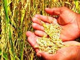 Epagri e Basf lançam cultivar de arroz irrigado 