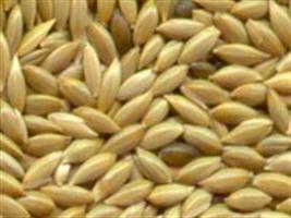 Bioativador no desempenho fisiológico de sementes de arroz