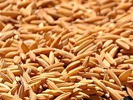 Mercado livre de arroz sente a pressão da safra gaúcha