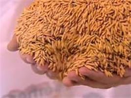 Produção mundial de arroz surpreende