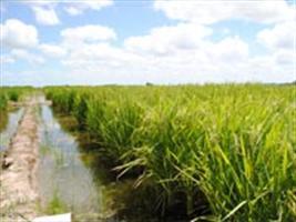 Pesquisadores estudam emissão de metano em cultivo de arroz irrigado