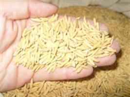 Caracterização física e mecânica de argamassas à base de cimento Portland e cinza de casca de arroz