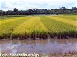 Produtores conhecem novas tecnologias para arroz e soja em Cacequi/RS