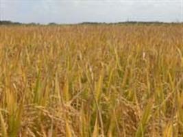 Assistência de ar e volumes de aplicação na deposição de calda e no controle do arroz vermelho 