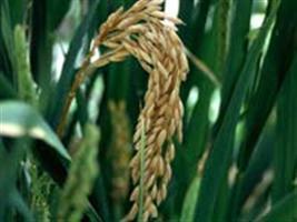 Pesquisa avalia 196 genótipos de arroz em solos com baixo teor de fósforo