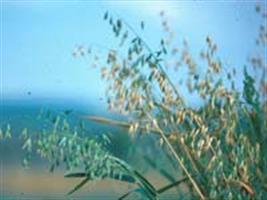 Aveia preta, triticale e centeio em mistura com azevém: dinâmica, produção e qualidade de forragem