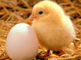 Brasil é autorizado a exportar material genético avícola para a Malásia