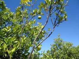 Plantas com sintomas de HLB são identificadas na Colômbia