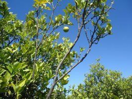 Plantas com sintomas de HLB são identificadas na Colômbia