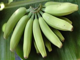 Produtores do RS adquirem 16 mil mudas da bananeira BRS Platina