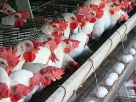Surto de influenza aviária pode aumentar exportações de frango do Brasil