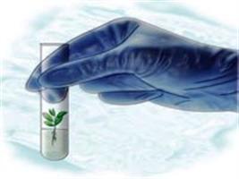 Biotecnologia e Agricultura: da ciência e tecnologia aos impactos da inovação