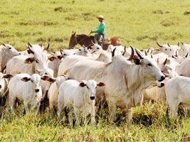 Mercado de reposição travado no Paraná