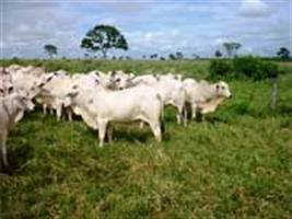 Botulismo em bovinos de corte e leite alimentados com cama de frango