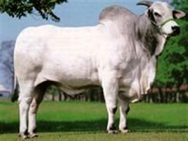 Catálogo Corte Zebu 2012 da ABS Pecplan chega com mais de cem touros
