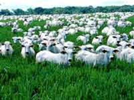 Rebanho aumenta 19% em dez anos