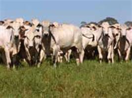 Santa Catarina e Paraná discutem foco de febre aftosa no Paraguai