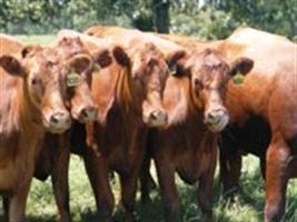 Mercado exige e pecuaristas impulsionam a produção carne bovina de qualidade