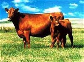 Fazenda MC é primeira colocada no ranking da Associação Brasileira de Angus