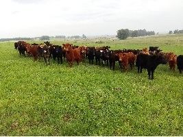 Pesquisa da Fepagro planeja antecipar idade ao primeiro serviço em novilhas da raça Brangus