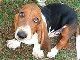 Transmissão da raiva pode ser evitada com a vacinação dos animais