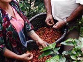 Diretor de Café do MAPA ouve reivindicações dos cafeicultores capixabas