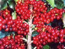 Geadas devem afetar a florada e a vegetação dos cafezais