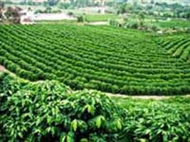 Eficiência de absorção e utilização de boro, zinco, cobre e manganês em mudas enxertadas de cafeeiro