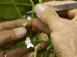 Pesquisa traz melhoria na cadeia produtiva cafeeira