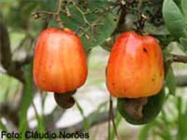 Cajucultura melhora vida de agricultores no semiárido da BA