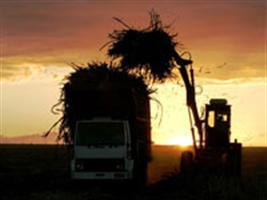 Safra de cana reduz para 589 milhões de toneladas