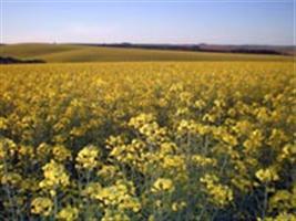 Produção de canola é incentivada na Expodireto