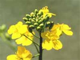 Canola aumenta as alternativas de cultivo no sistema de produção