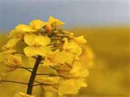 Aveia branca e canola devem ter aumento de área em lavouras de Ijuí