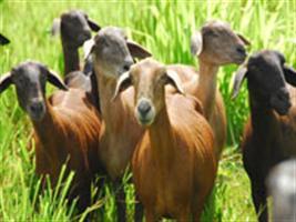 Pecuária: caprinos e ovinos apresentam crescimento no Ceará em 2016