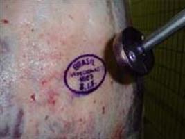 Japão reclama de carne contaminada
