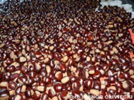 Castanha-da-índia é exótica e saudável